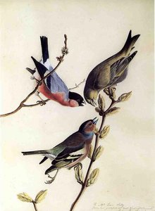 A Chaffinch, Bullfinch And Greenfinch On A Branch Of Budding Chestnuts — John James Audubon
