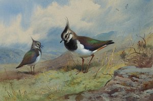 Lapwings In A Rocky Landscape — Archibald Thorburn