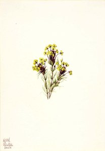 Owl's Clover (orthocarpus Erianthus) — Mary Morris Vaux Walcott