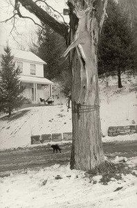 Deer Slaying, Martin's Creek — Larry Fink