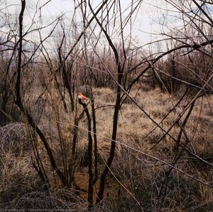 Orange Thrush — Paula Mccartney