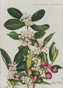 Acokanthera oppositifolia (Lam) Codd - Apocynaceae