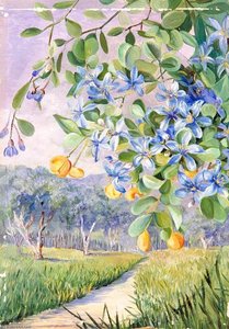 Foliage, Flowers And Fruit Of Lignum Vitae, Jamaica — Marianne North