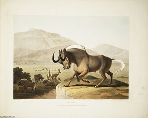 The Gnoo — Samuel Daniell