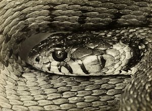 Head of a Viper