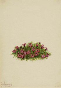 Moss Campion (silene Acaulis) — Mary Vaux Walcott
