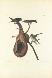 Purple Martin — Robert Havell