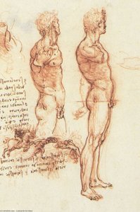 Anatomía Masculina — Leonardo Da Vinci