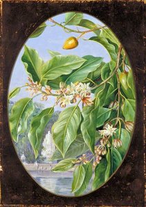 Foliage, Flowers And Fruit Of A Tree Sacred To Krishna — Marianne North