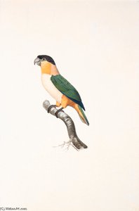 Pionites Melanocephala - — Jacques Barraband
