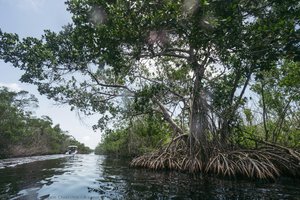 A Canal In Teh Everglades — Angelo Chiacchio