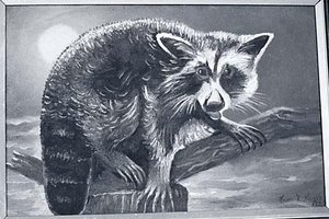 Raccoon, (painting) — Lewis L Cross
