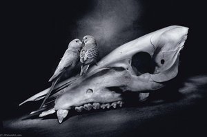 The Kiss — Agan Harahap