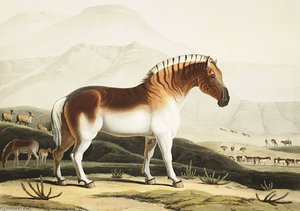 The Quahkah — Samuel Daniell