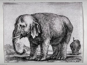 An Elephant, From The Series Diversi Animali