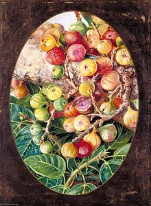 Foliage And Fruit Of Fig Tree Held Sacred By The Hindoos — Marianne North