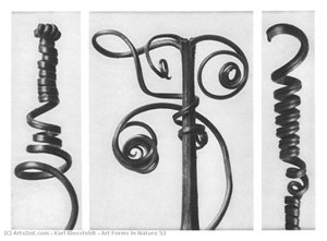 Art Forms In Nature 53 — Karl Blossfeldt