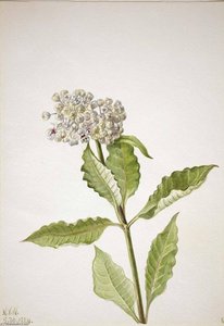 Milkweed (ascelpias) — Mary Morris Vaux Walcott