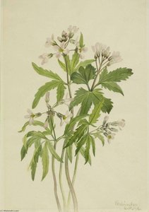 Cut Toothwort (dentaria Laciniata) — Meri Moris Voks Volkot