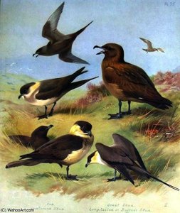Stercorarius Parasiticus Crepidatus — Archibald Thorburn