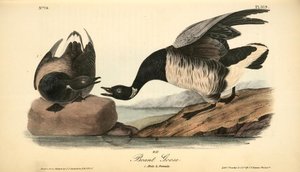 Brant Goose. 1. Male. 2. Female — John James Audubon