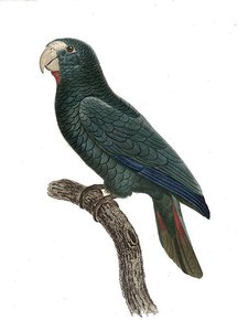 Amazona Ventralis — Jacques Barraband
