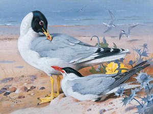 Great Black-headed Gull And Caspian Tern — Archibald Thorburn