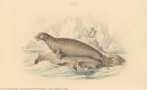 The Leopard Seal — James Struthers Stewart, Romanticism