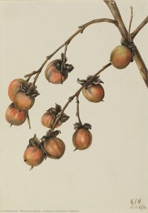 Persimmon (diospyros Virginiana) — Mary Vaux Walcott, Botanical Watercolor