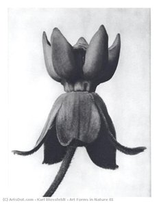 Art Forms In Nature 81 — Karl Blossfeldt