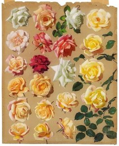 Large Study Of Roses — Leon Jan Wyczolkowski