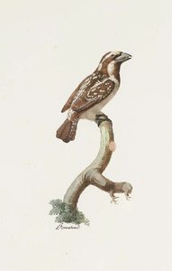 Tricholaema Melanocephala — Jacques Barraband