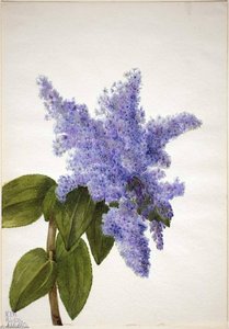 California Lilac (ceanothus Thyrsiflorus) — Mary Morris Vaux Walcott