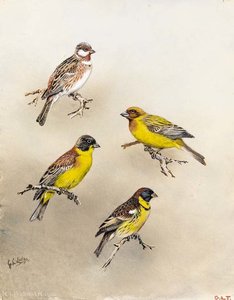Pine Bunting And Black Headed Bunting — George Edward Lodge