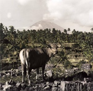 Bali Cow — Gail Skoff