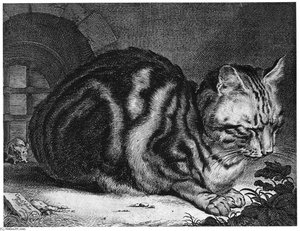 Cat Sleeping