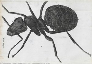 Microscopic View Of An Ant — Robert Hooke (1635-1703)