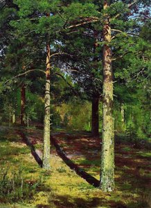 The Sun lit Pines