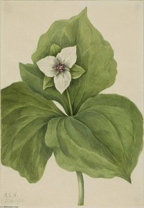 Wax Trillium (trillium Album) — Mary Morris Vaux Walcott