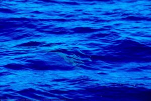 Pacific Ocean Waters — José María Núñez