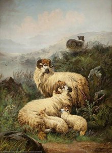 Mountain Sheep — John Morris