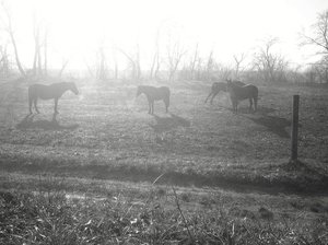 Morning At The Equestrian Club — Alfred Freddy Krupa