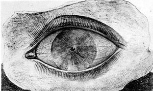 Rueda Luminosa — Max Ernst, Nothing