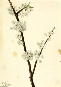 Chickasaw Plum (prunus Angustifolia) — Mary Morris Vaux Walcott, Botanical Illustration