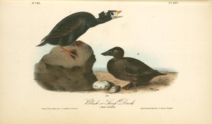 Black Or Surf Duck. 1. Male. 2. Female — John James Audubon