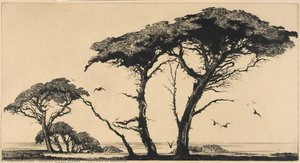 The Pines of Monterey