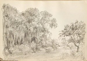 Trees With Spanish Moss 1 — John Ottis Adams