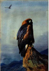 A Golden Eagle 1 — Archibald Thorburn, Contemporary Realism