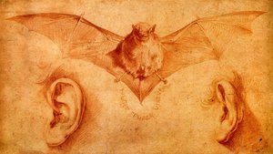 Study Of Bats And Ears — Jusepe De Ribera, Baroque