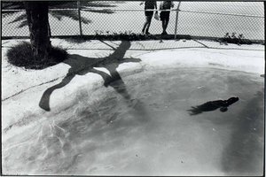Untitled (Seal in Pool)